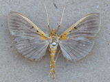 Filodes costrivalis